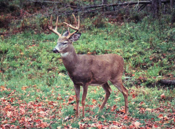 Kanha National Park